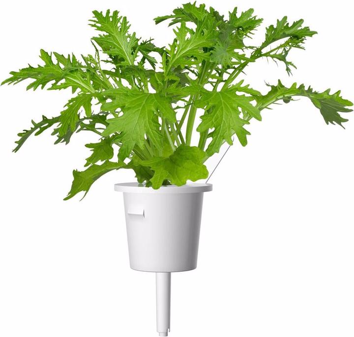 Immagine prodotto Click and Grow senape di foglia (Semi di erbe)
