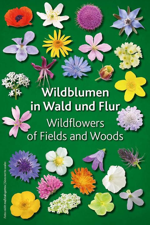Produktbild Wildblumen in Wald und Flur (Deutsch, Keller-Krische, 2017)