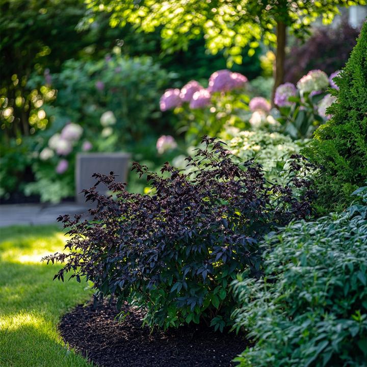 Produktbild Plant in a Box Sambucus nigra 'Black Lace' - 4er Set Holunder (25 cm)