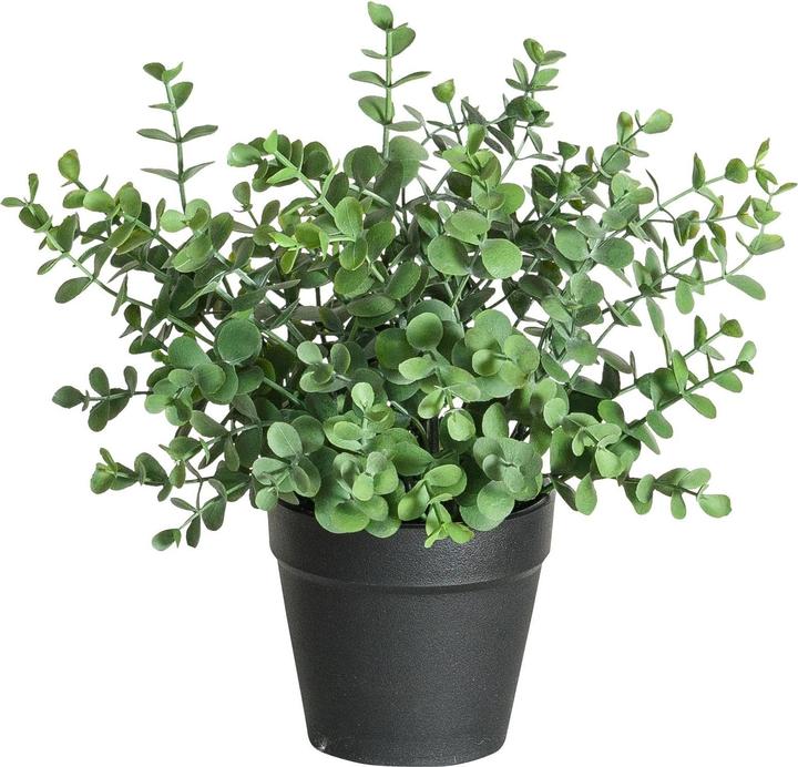 Image du produit Botanic-Haus Eucalyptus (23 cm)