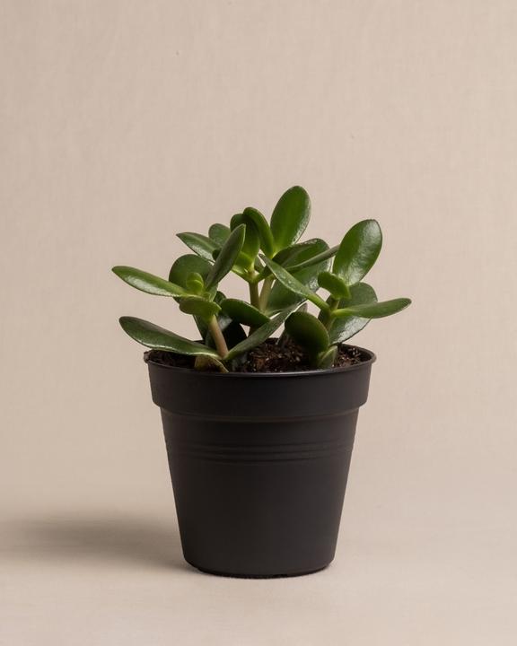 Produktbild feey Geldbaum (25 cm, Frisch umgetopft)