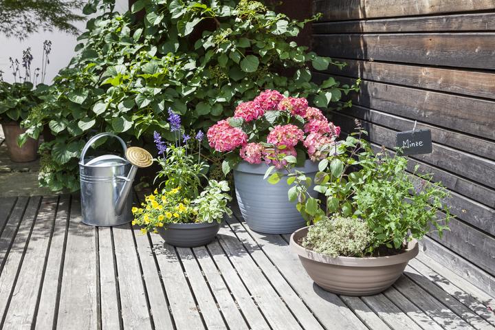 Produktbild Scheurich Country Star (39 cm)