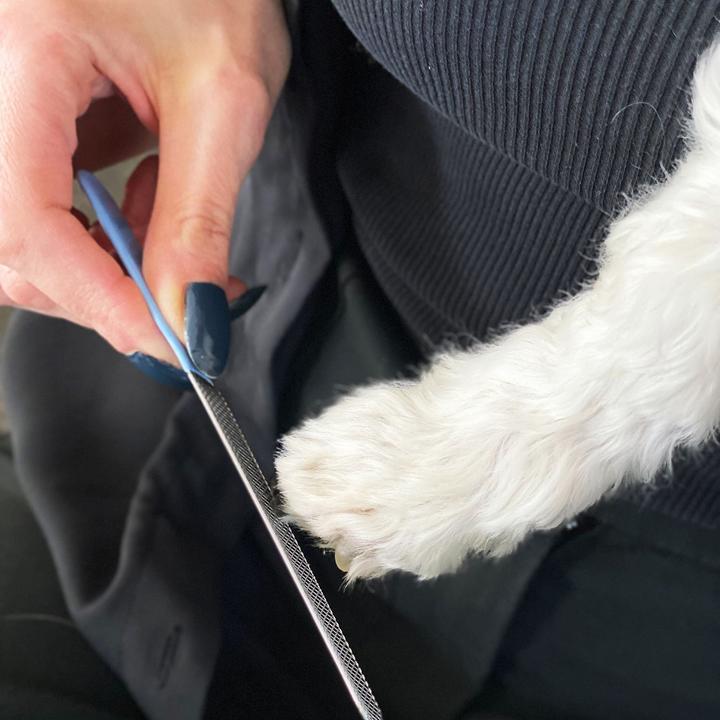 Immagine prodotto Intirilife Forbici per artigli per cani Lima per unghie per animali domestici (Cane)