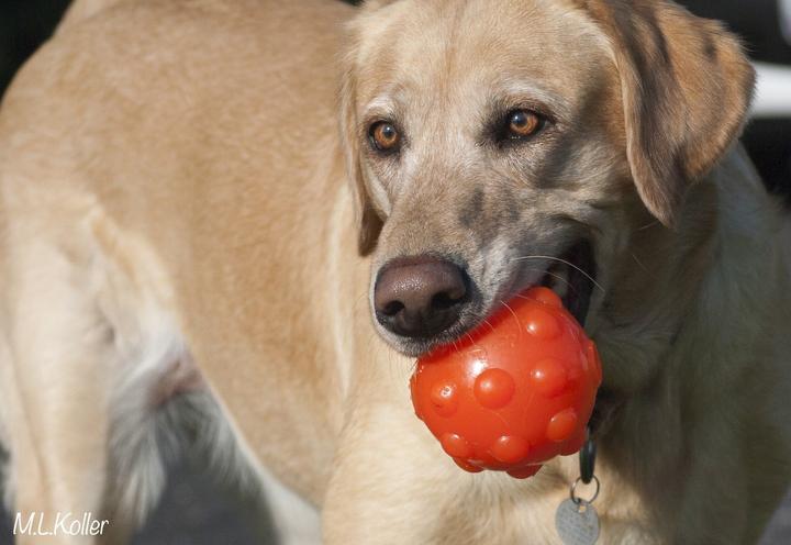 Actual product image Jolly Pets Jumper Ball Orange 10cm - (JOLL080N) (Ball toy dog)