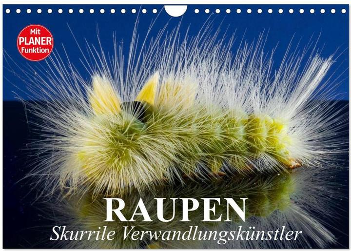 Produktbild Raupen. Skurrile Verwandlungskünstler (Wandkalender 2025 DIN A4 quer), Monatskalender (A4, Deutsch)