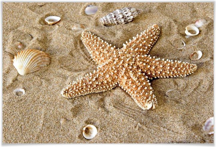Immagine prodotto Trenddeko Patrick la stella marina (90 x 60 cm)