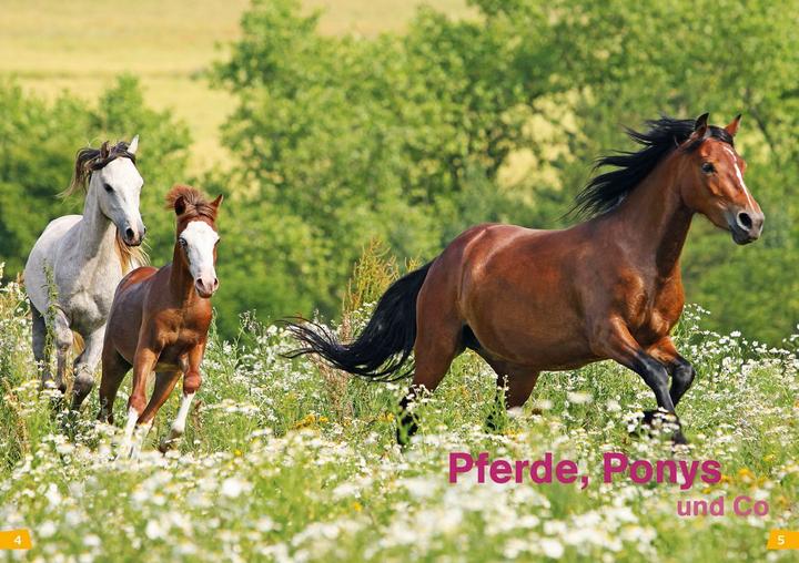 Immagine prodotto Tessloff WAS IST WAS Erstes Lesen Band 7. Pferde und Ponys (Tedesco, Cristina Marrone, Annelie Stenzel, 2019)