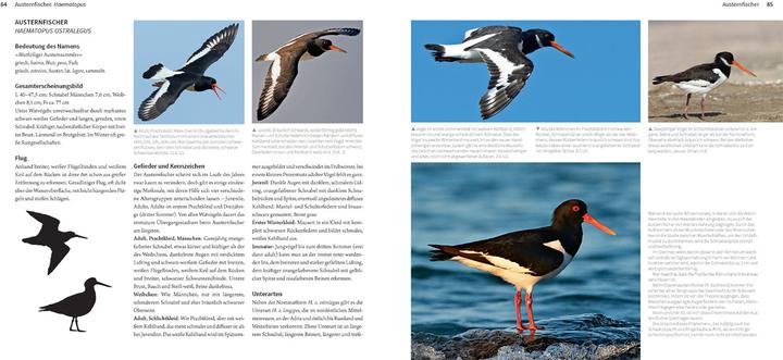 Image du produit Die Watvögel Europas (Allemand, Kirsten Nutto, Martina Wiese, Lars Gejl, 2024)