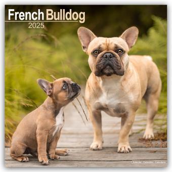 Immagine prodotto Bulldog francese - Bulldog francese 2024 - Calendario 16 mesi (305 x 305 mm, Tedesco)