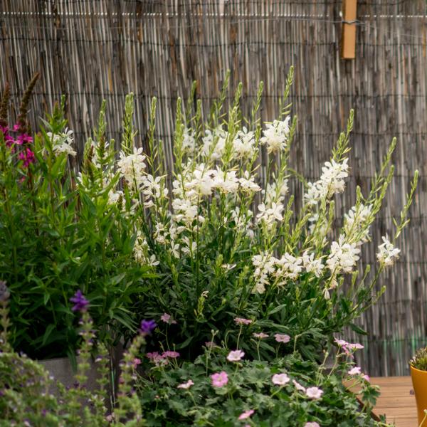 Produktbild Säntispracht Die Prachtkerze, ein Sommerdauerblüher - Gaura lindheimeri 'Snowbird' (50 cm)