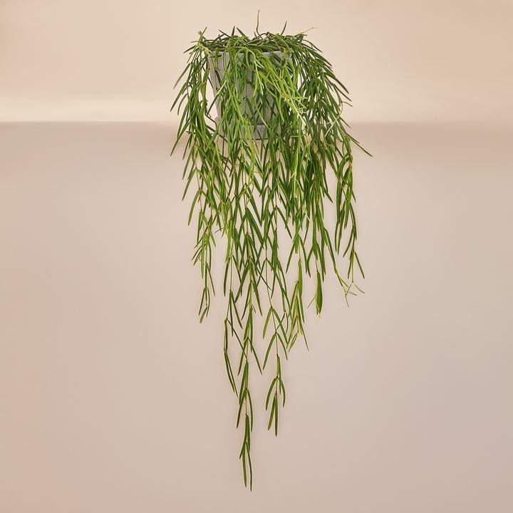 Actual product image Mary and Plants Porcelain flower Hoya Linearis (65 cm)