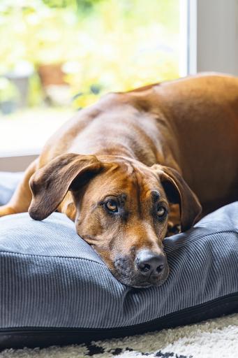 Image du produit Beeztees Coussin de couchage Orthopedic Veo (Chien)