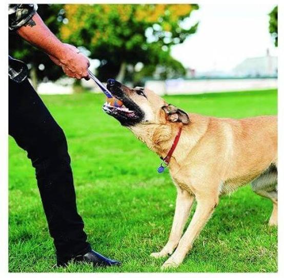 Produktbild Chuckit! Ball auf einem Seil szarpak 5 cm für einen Hund (Kauspielzeug Hund)