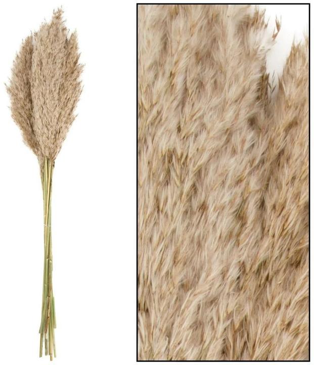 Image du produit Natura Punto Herbe de la pampa (Herbe de la pampa)