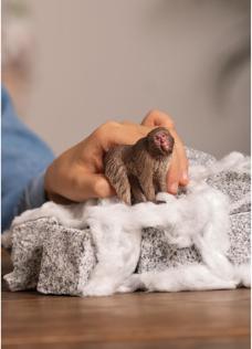 Immagine prodotto Schleich Macaco giapponese