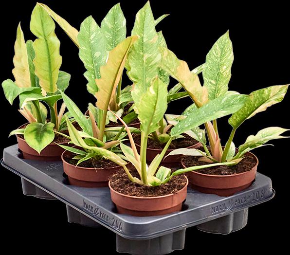 Produktbild Mahaloplants Philodendron Ring of fire (30 cm)