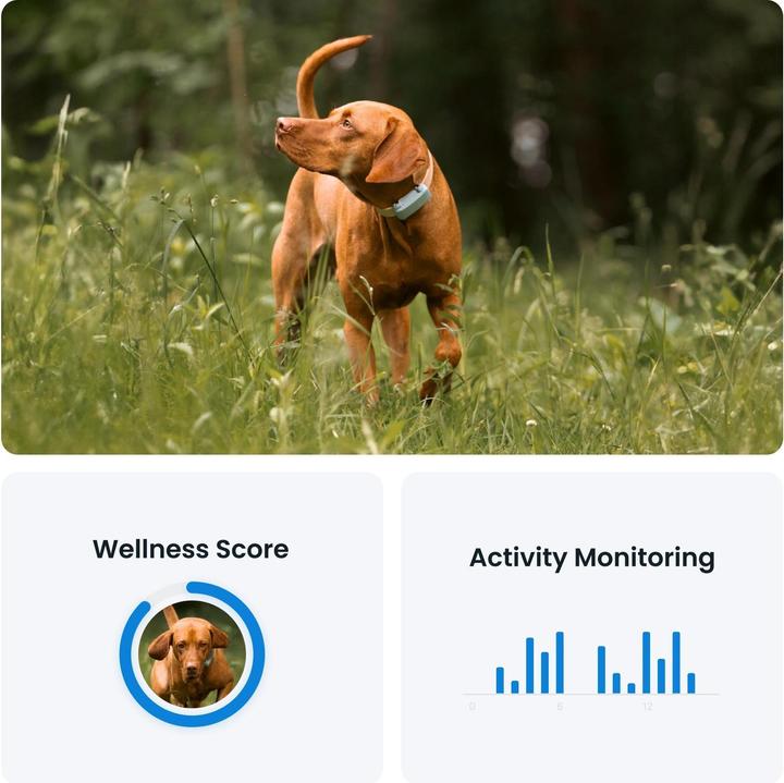 Produktbild Tractive GPS Tracker Dog 6 (Hund)