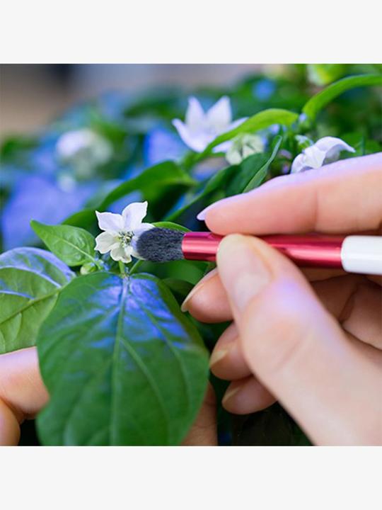 Image du produit Véritable Pinceau de pollinisation (Graines de plantes)