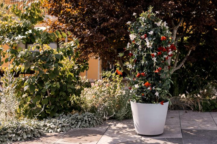 Produktbild Jaco green Porto mit Rollen (60 cm)