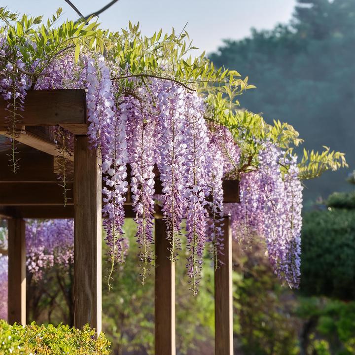 Actual product image Plant in a Box Wisteria sinensis - Set of 6 blue rain (25 cm)