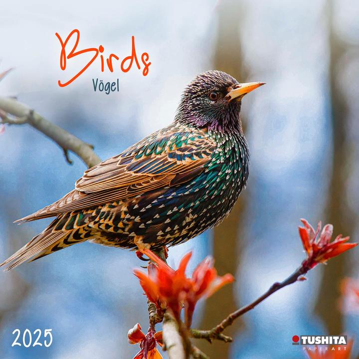 Produktbild Birds 2025 (30 x 30 cm, Harter Einband, Englisch, Spanisch, Italienisch, Französisch, Tschechisch, Polnisch, Niederländisch, Deutsch)