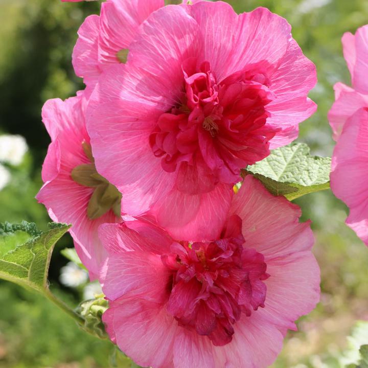 Immagine prodotto Plant in a Box Alcea rosea 'Spring celebrities' Rosso cremisi, limone, viola - Miscuglio di 6 piante (25 cm)