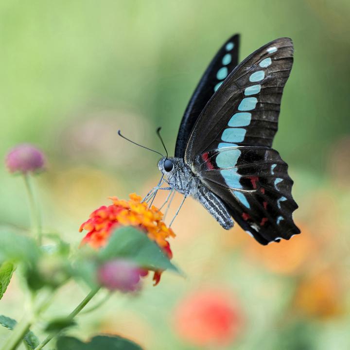 Produktbild Venus Optic Laowa 100mm f/2.8 Ultra Macro APO Sony FE (Sony E, Vollformat)