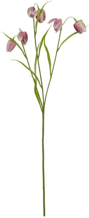 Porpora/Verde