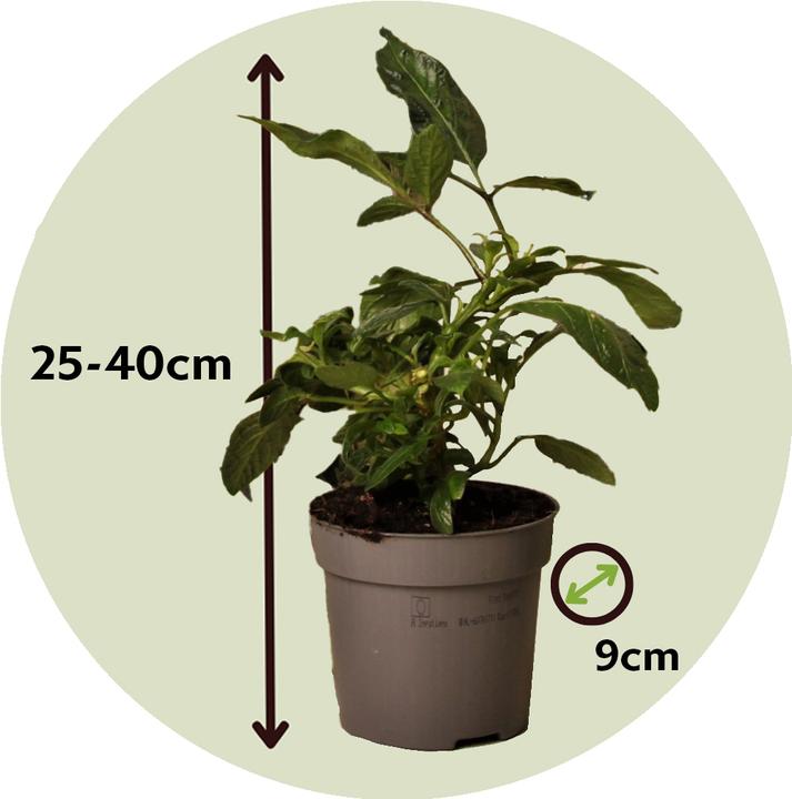 Image du produit Plant in a Box Solanum Muricatum 'Pepino gold' - Lot de 6 poires à melon (25 cm)