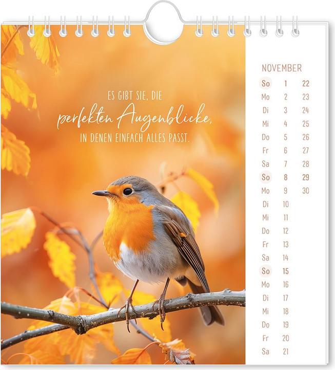Image du produit Postkartenkalender 2026 Lichtblicke (16 x 17 cm, Couverture rigide, Allemand)