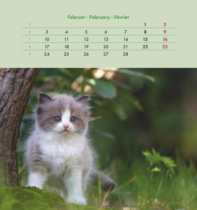 Produktbild Alpha Edition Schmusekatzen 2025 Postkartenkalender, 16x17cm, Kalender mit Postkarten zum (16 x 17 cm, Harter Einband, Deutsch)
