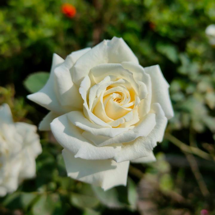 Immagine prodotto Plant in a Box Rosa Palace 'Kailani' - set di 2 rose a stelo (80 cm)