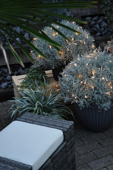 Produktbild Säntispracht Der silberne Winterschmuck, Silberkopf - Calocephalus brownii Silver mit Lichterkette (60 cm)