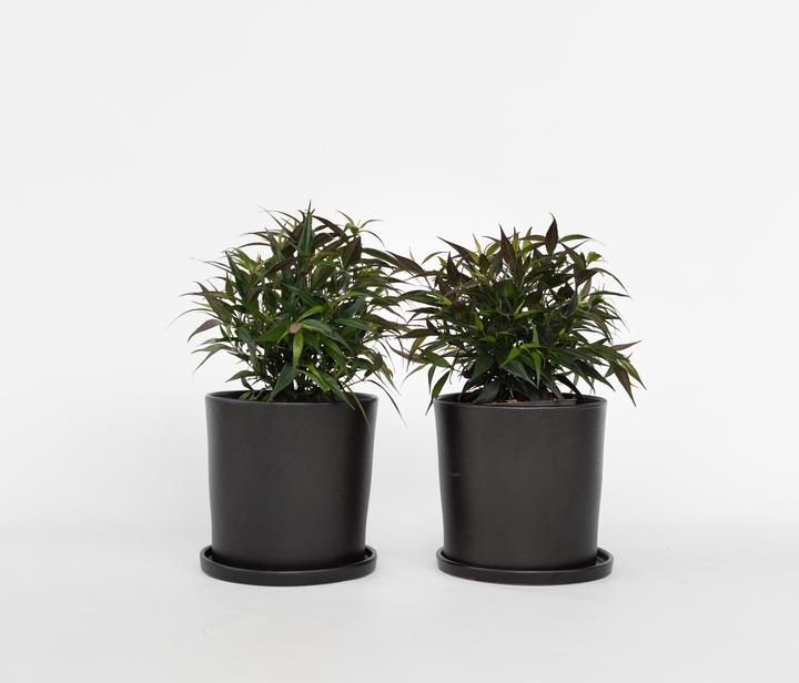 Produktbild Plant in a Box Strobilanthes anisophyllus ‘Brunetthy’ - 2er Set Goldfuchs (25 cm)