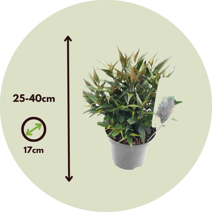 Produktbild Plant in a Box Strobilanthes anisophyllus ‘Brunetthy’ - 2er Set Goldfuchs (25 cm)