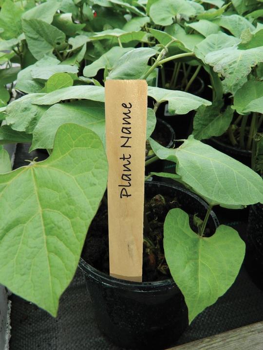 Produktbild Garland Pflanzenetiketten aus Holz 13 cm