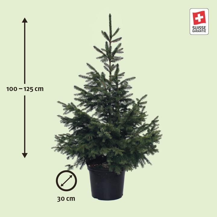 Produktbild Zulauf Serbische Fichte / Picea omorika (125 cm)