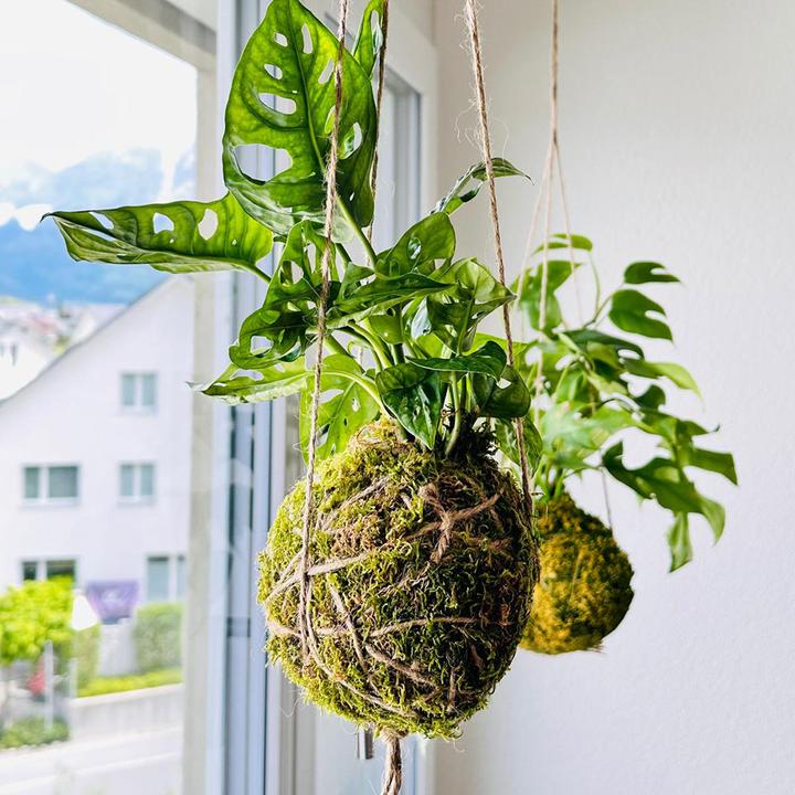Image du produit VEG and the City Kokedama "Feuille de singe
