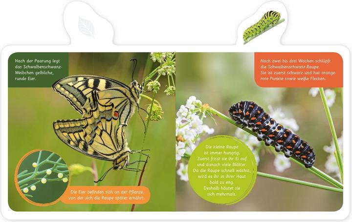 Produktbild Mein kleines Tier-Lexikon - Der Schmetterling (Deutsch, Hannah Kastenhuber, 2020)