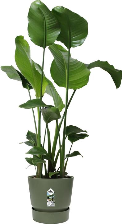 Immagine prodotto Elho vasi da fiori (29.50 cm)