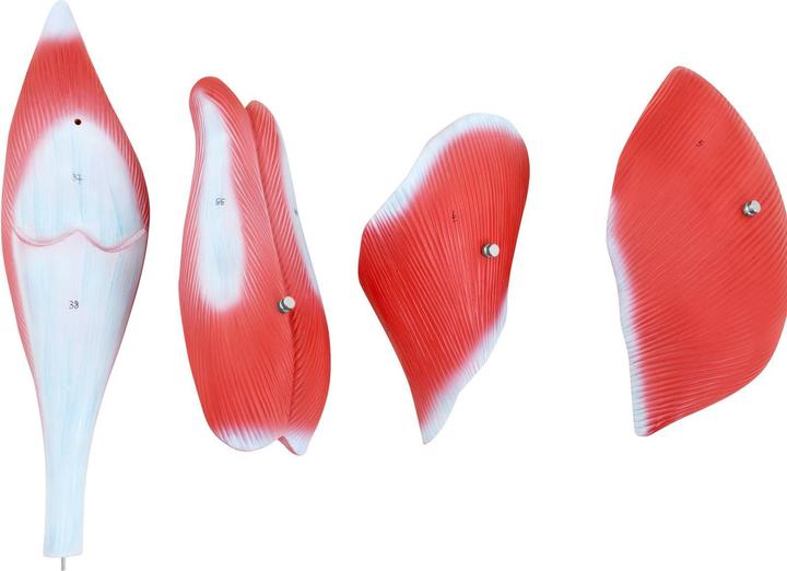 Produktbild Physa Bein Modell Anatomie Bein Muskeln Beinmuskulatur Oberschenkel Unterschenkel Fuss