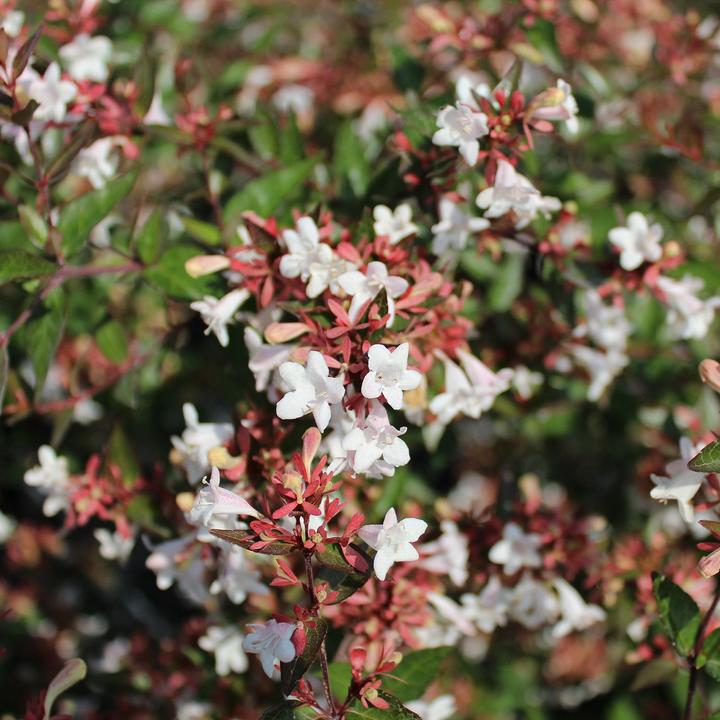Actual product image Zulauf Grossblütige Abelie / Abelia x grandiflora (70 cm)