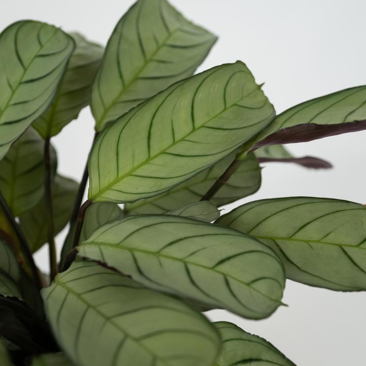 Immagine prodotto Plant in a Box Ctenanthe Burle-Marxii 'Amagris' - Korbmarante (25 cm)