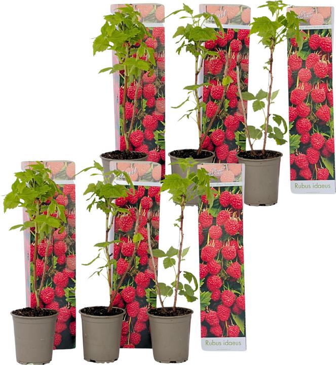 Immagine prodotto Plant in a Box Rubus ideaus 'Autumn Bliss' - 6er Set Himbeerpflanzen (25 cm)