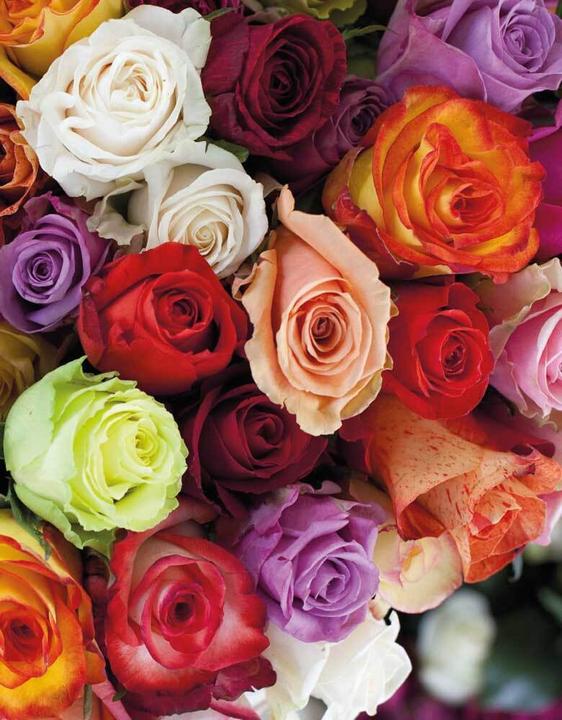 Actual product image Tushita Roses (Lined)