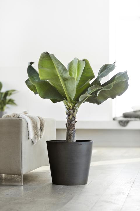 Actual product image Ecopots Amsterdam (50 cm)