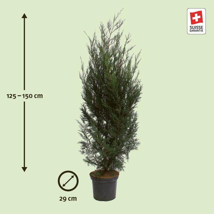 Immagine prodotto Zulauf Leylands Zypresse / Cupressocyp. leylandii '2001' (150 cm)