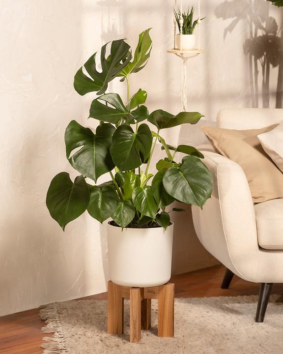 Image du produit feey Grand Monstera (65 cm, Fraîchement rempotés)