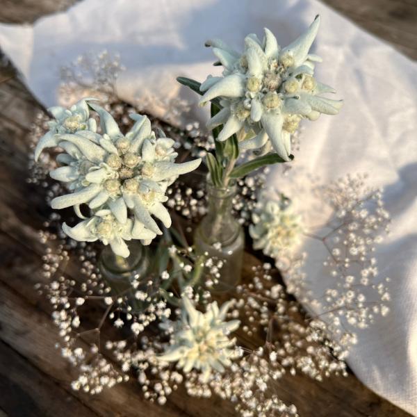 Produktbild Säntispracht Das urwüchsige Edelweiss - Leontopodium alpinum (25 cm)