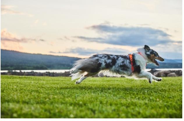 Image du produit Non-Stop Dogwear Harnais de ligne 5.0 Orange 5 (5, Chien, Général)